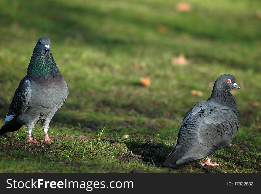 Two pigeons dating