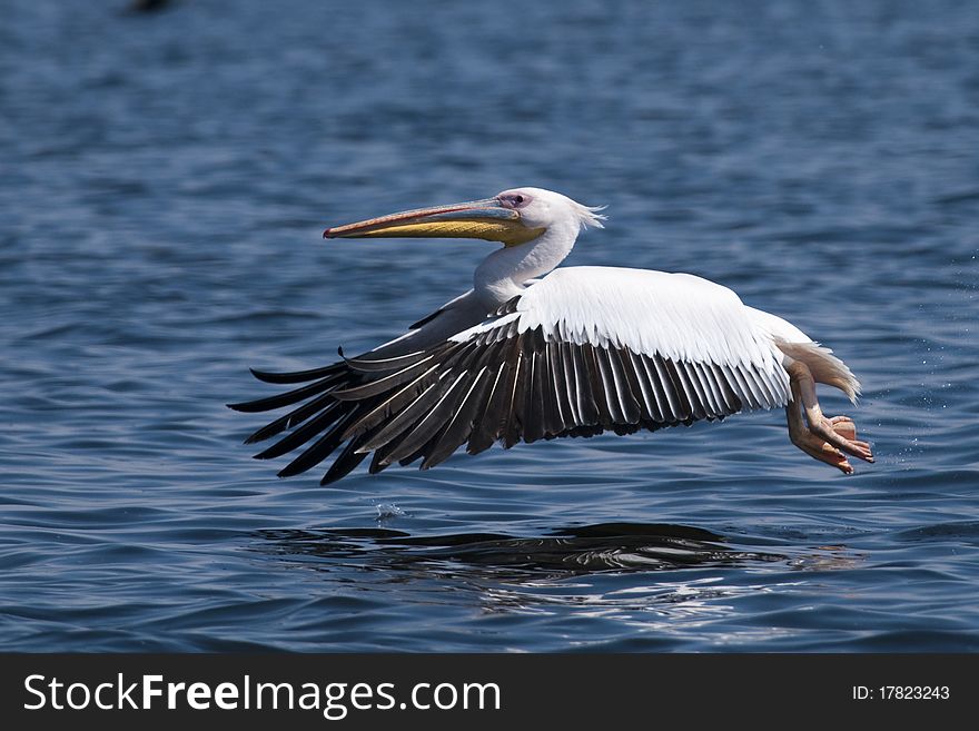 White Pelican Taking Off from water