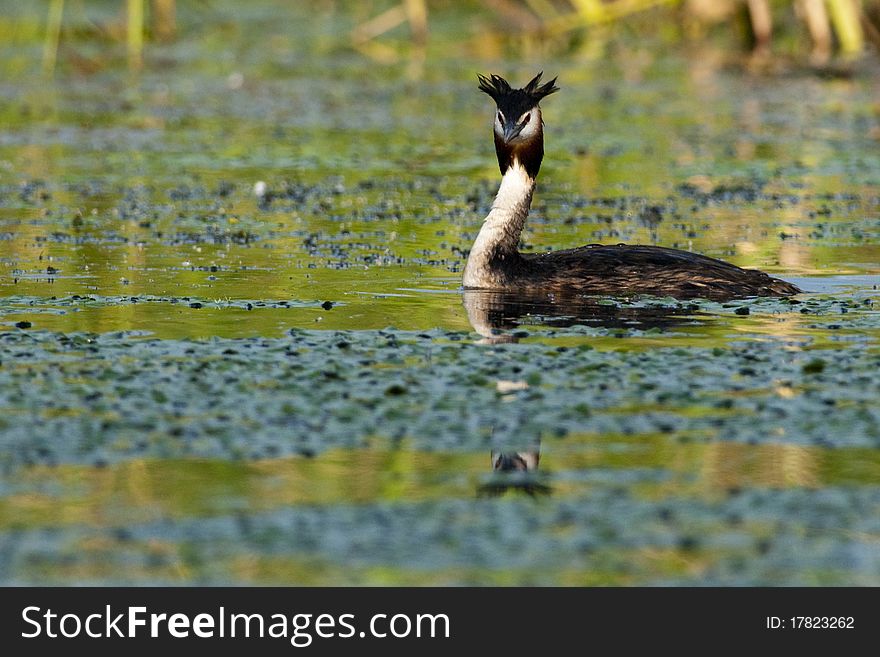 Great Crested Grebe on water