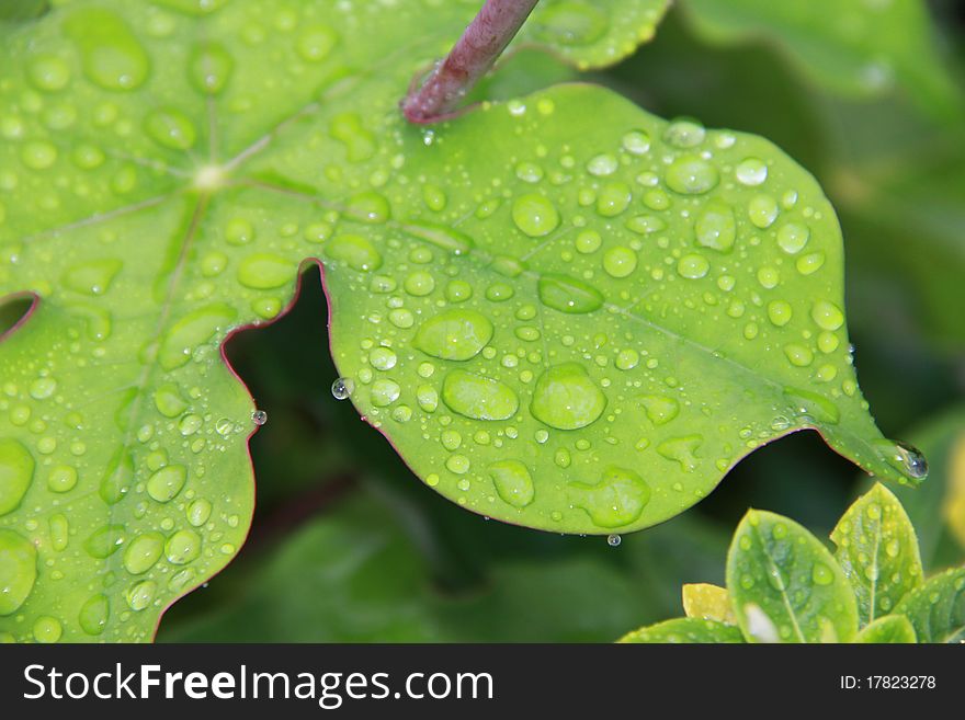 Water droplets on a leaf after a heavy downpour. Water droplets on a leaf after a heavy downpour.