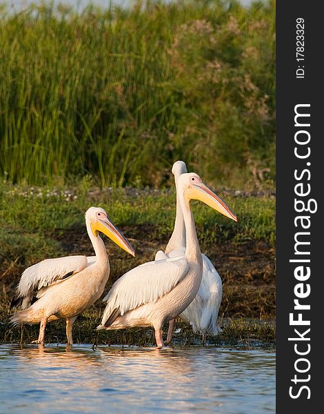 White Pelicans on shore in danube delta