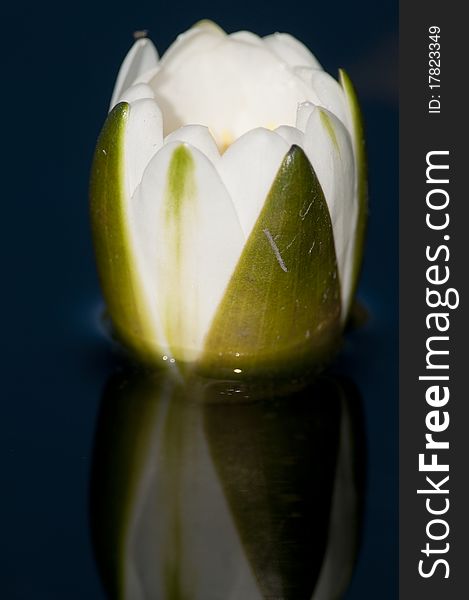 White Waterlily Bud with reflection