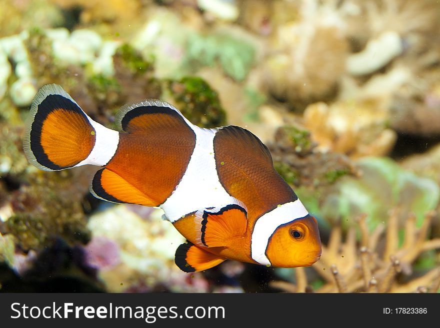 Clownfish (Amphirion ocellaris) in Aquarium