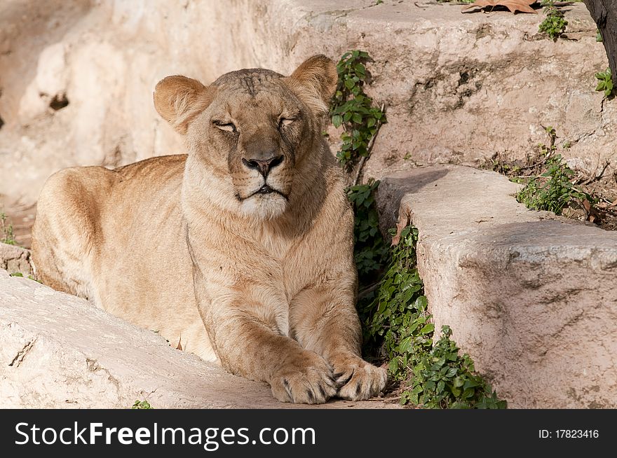 Lioness resting at the zoo