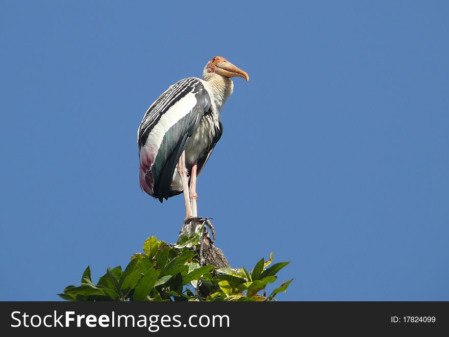 The Painted Stork (Mycteria Leucocephala)