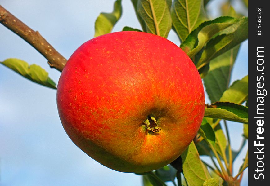 Ripe apple on an apple tree in autumn