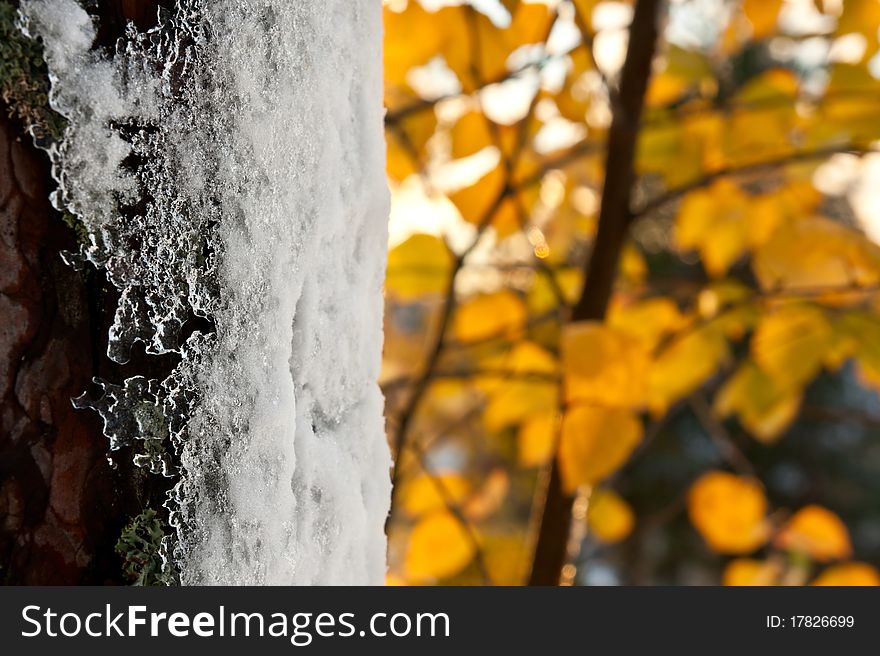 Frost on tree trunk in with yellow autumn leafs on background. Frost on tree trunk in with yellow autumn leafs on background
