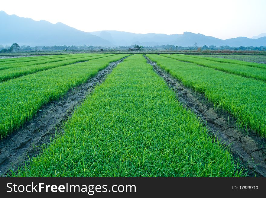 Green grass of rice field. Green grass of rice field