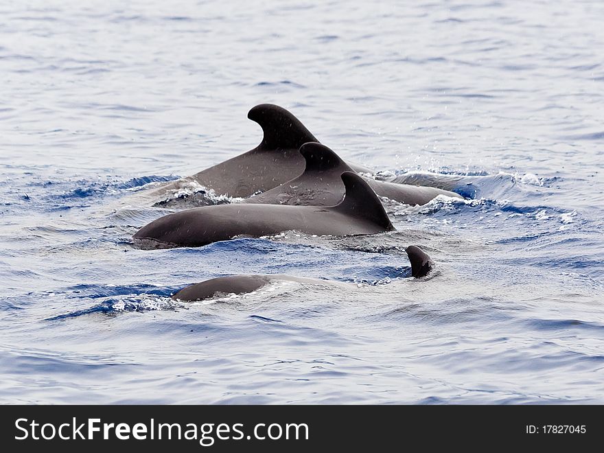 Pilot whale dolphin in ocean, coast of madeira