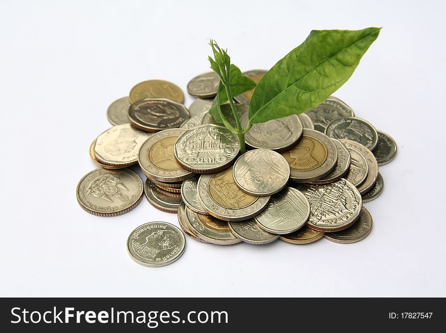 Plant in coins on white background