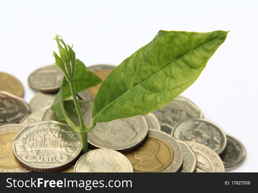 Plant in coins on white background