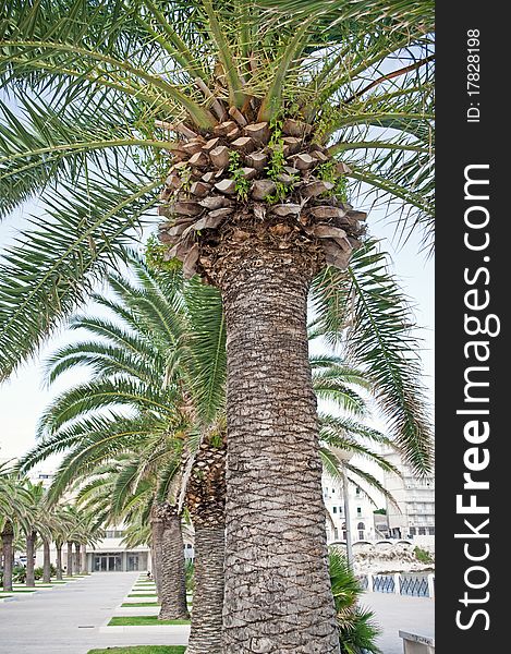 Palmtree on the beach in Italy