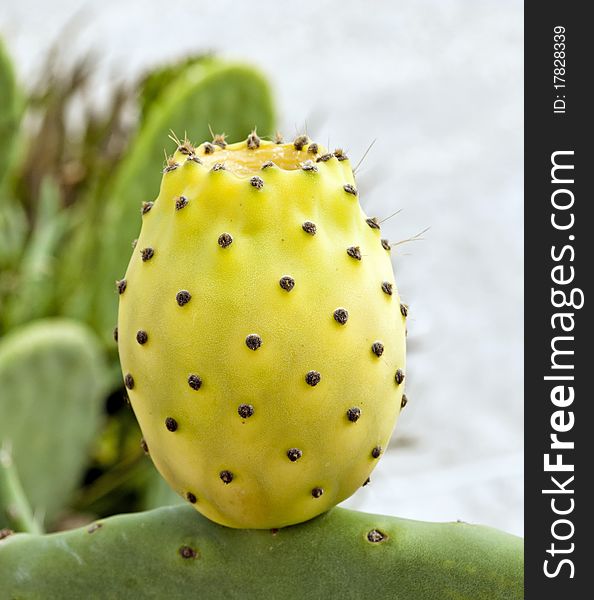 Cactus with yellow fruit in Italy
