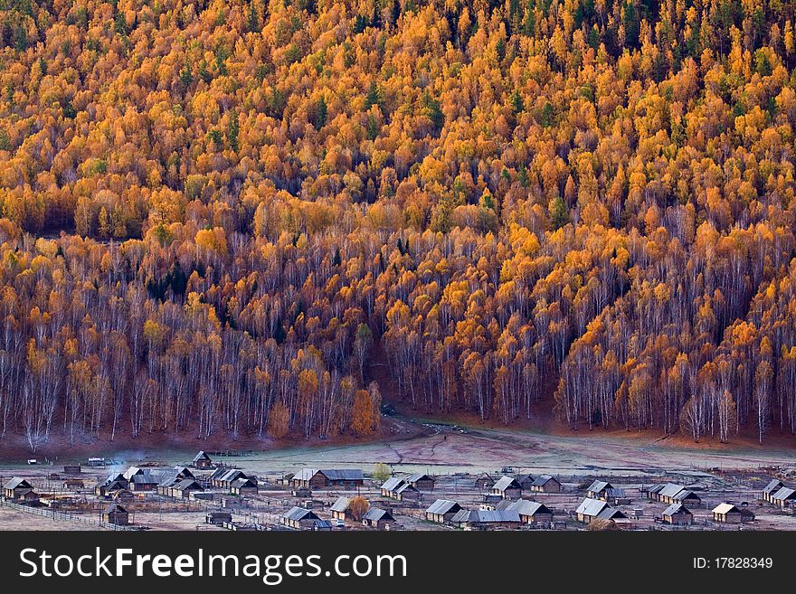 White Birch Forest Of Hemu,Xinjiang, China