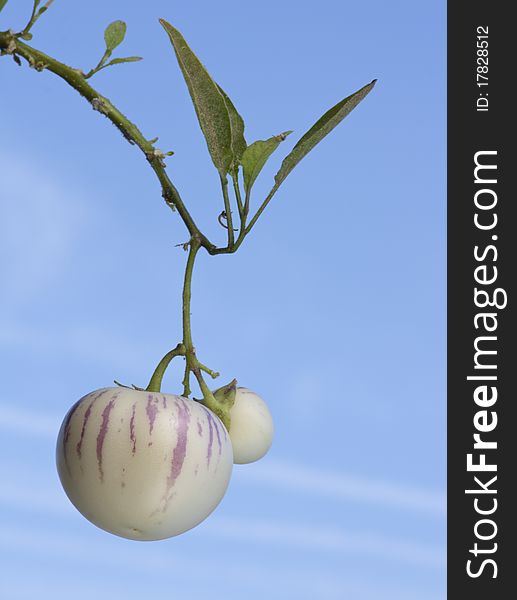 Close up of two melon-pears in front of blue sky