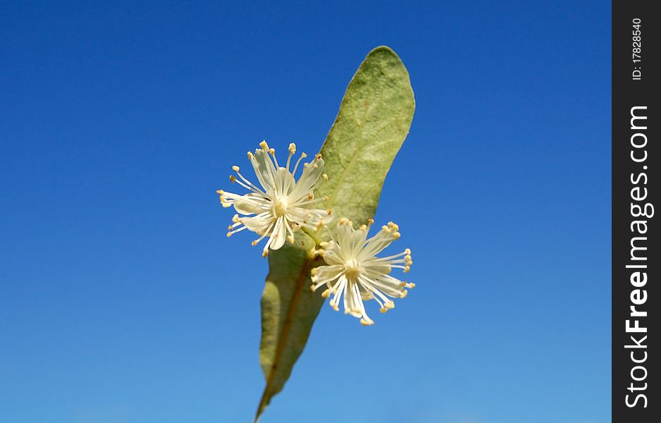 Linden blossom on the blue background