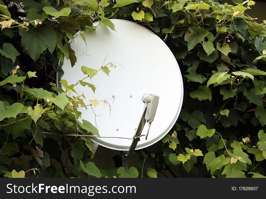 Antenna with big green leaves. Antenna with big green leaves