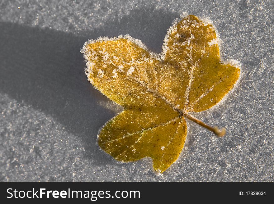 Frosty Winter Yellow Leaf Macro. Frosty Winter Yellow Leaf Macro