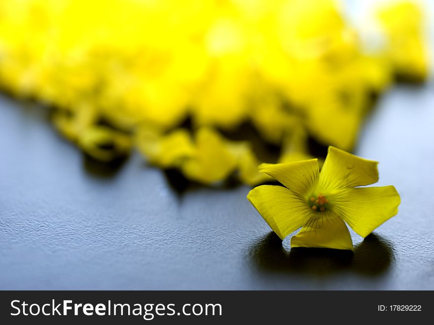 A yellow flower petals scattered. A yellow flower petals scattered