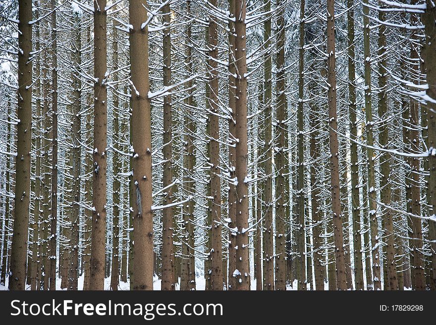 Fresh snow on branches of conifers. Fresh snow on branches of conifers