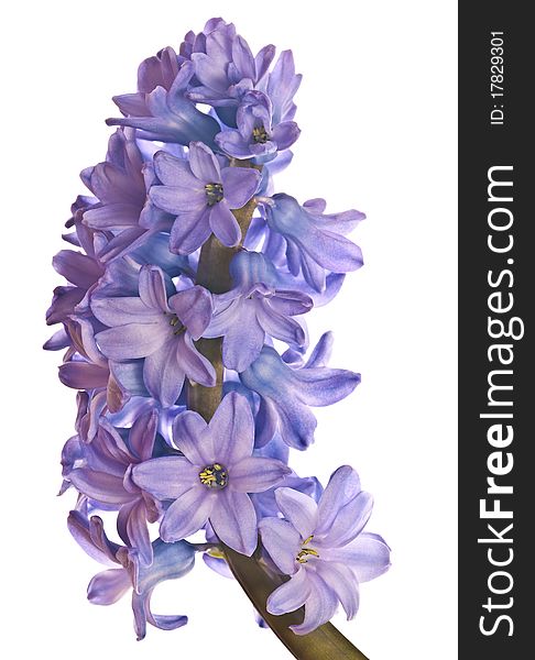 Blue Hyacinth