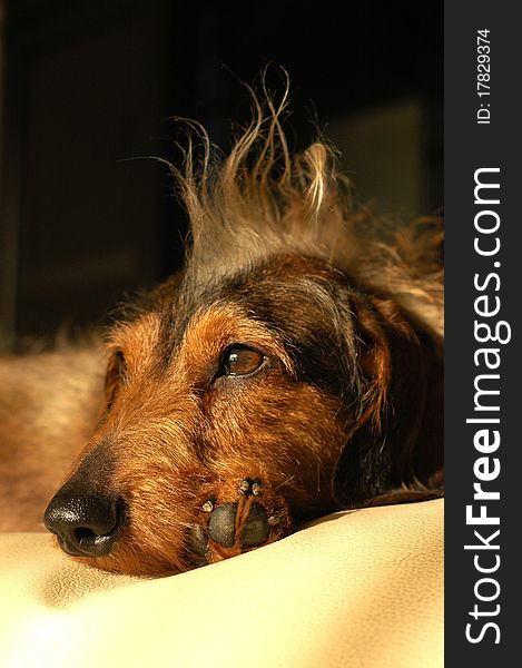 Close up of a dog with a tuft. Close up of a dog with a tuft.