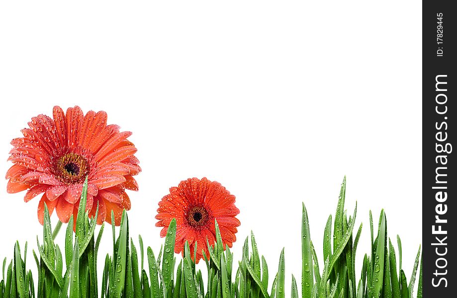 Red daisies in grass isolated