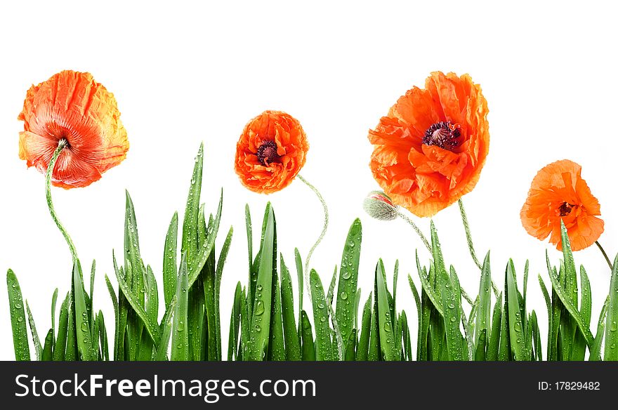 Poppies in grass  isolated on white