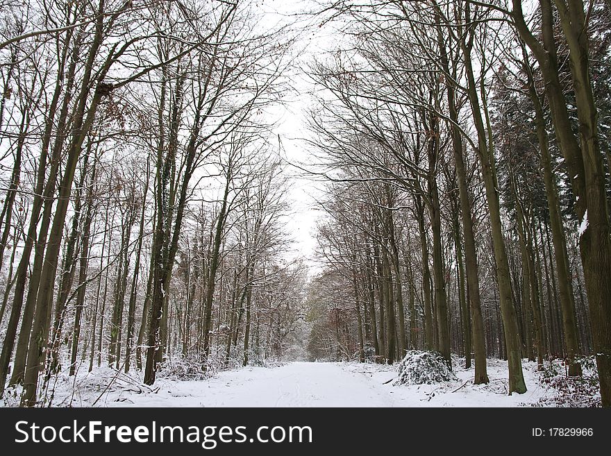 Tree lined snowy forest path in Winter. Tree lined snowy forest path in Winter