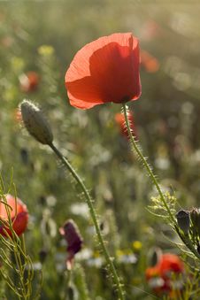 Poppy Flower And Blossom Royalty Free Stock Image Poppy Flower And Blossom Royalty Free Stock Image