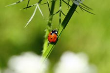 Lady Beetle Stock Photo Lady Beetle Stock Photo