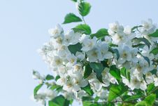 White Jasmine Flowers Stock Image