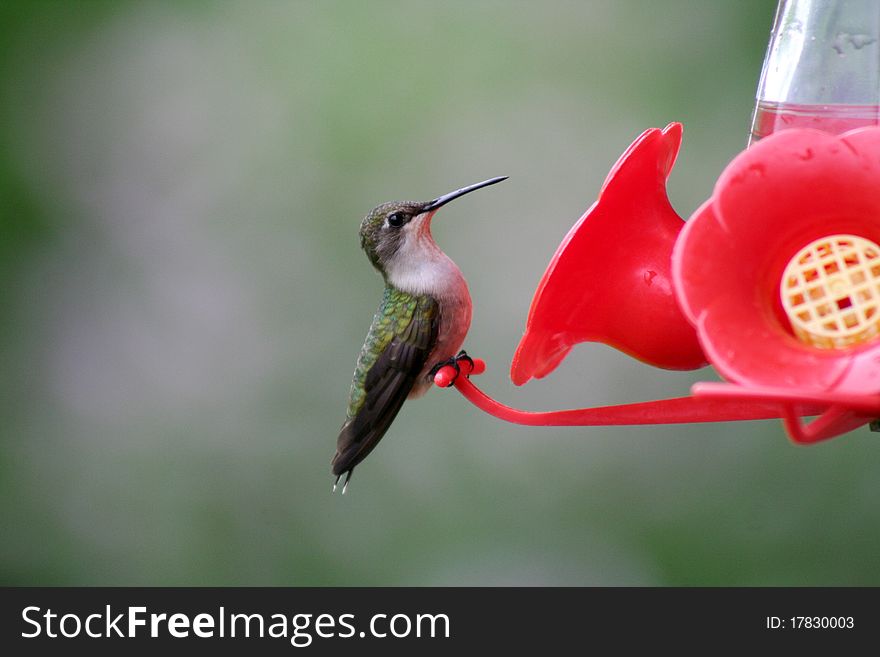 Female Ruby-throated Hummingbird