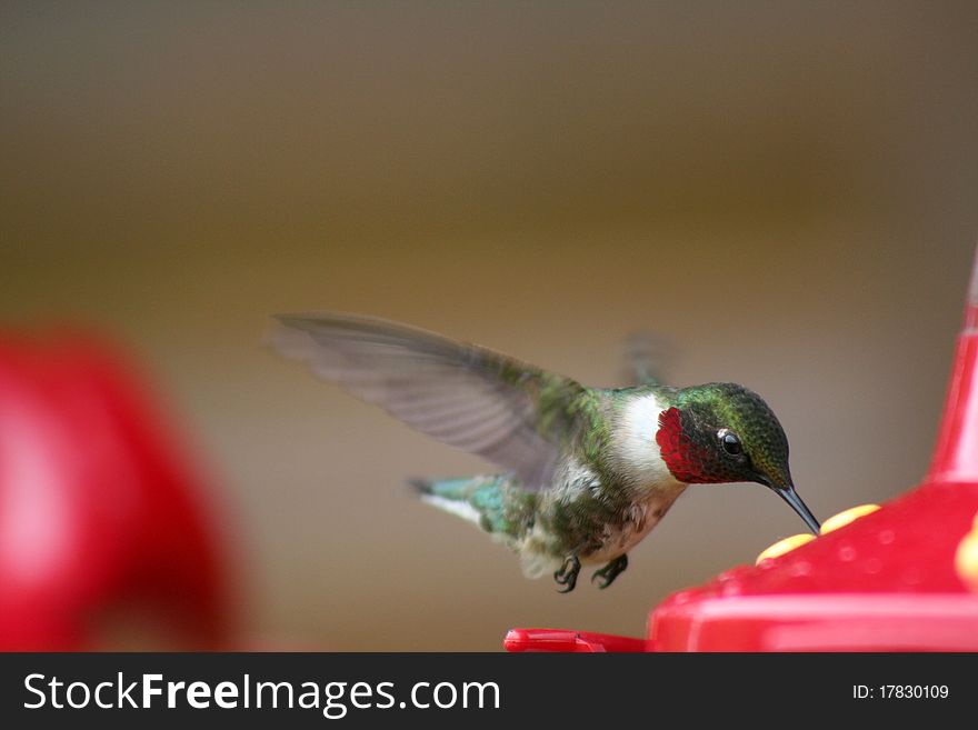 A male Ruby-throated Hummingbird in flight feeding from one of many hummingbird feeders in Northome, MN. A male Ruby-throated Hummingbird in flight feeding from one of many hummingbird feeders in Northome, MN.