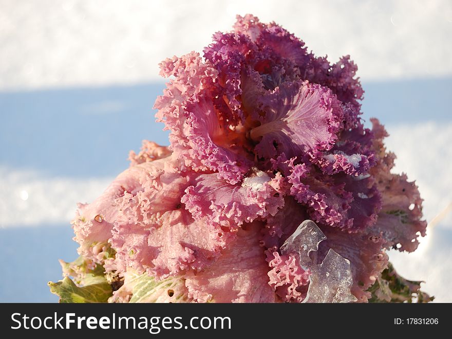 The frozen flower cabbage in snow. The frozen flower cabbage in snow