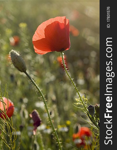 Poppy Flower And Blossom