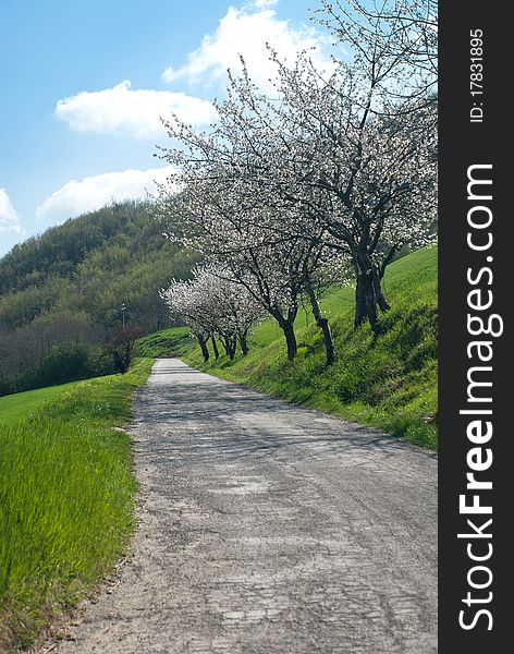Country road with trees in bloom in spring. Country road with trees in bloom in spring