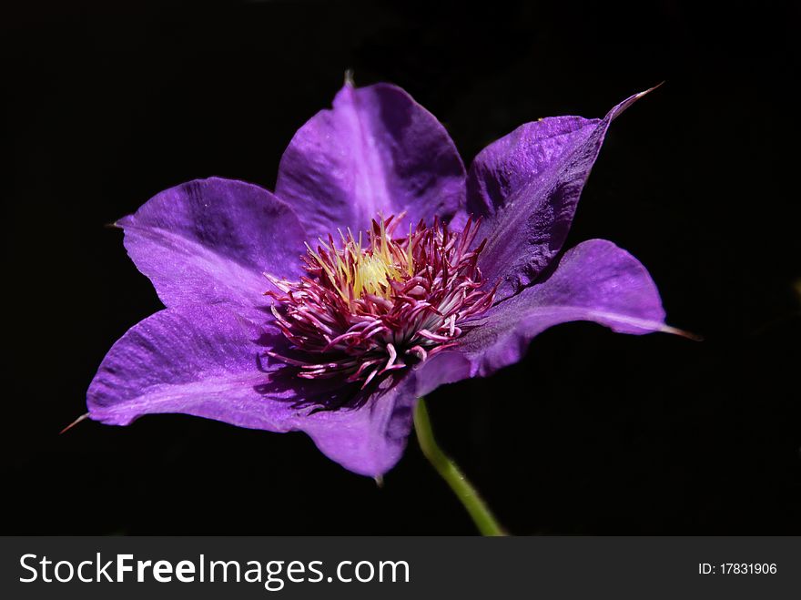 Macro photo of a purple flower with black background