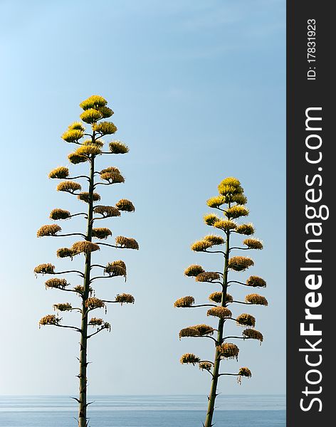 A new flower and dried flower agave. A new flower and dried flower agave