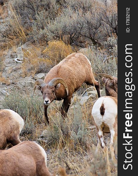 Young male Bighorn sheep herding females. Young male Bighorn sheep herding females.