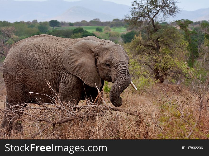 African elephant in Kruger National Park, South Africa