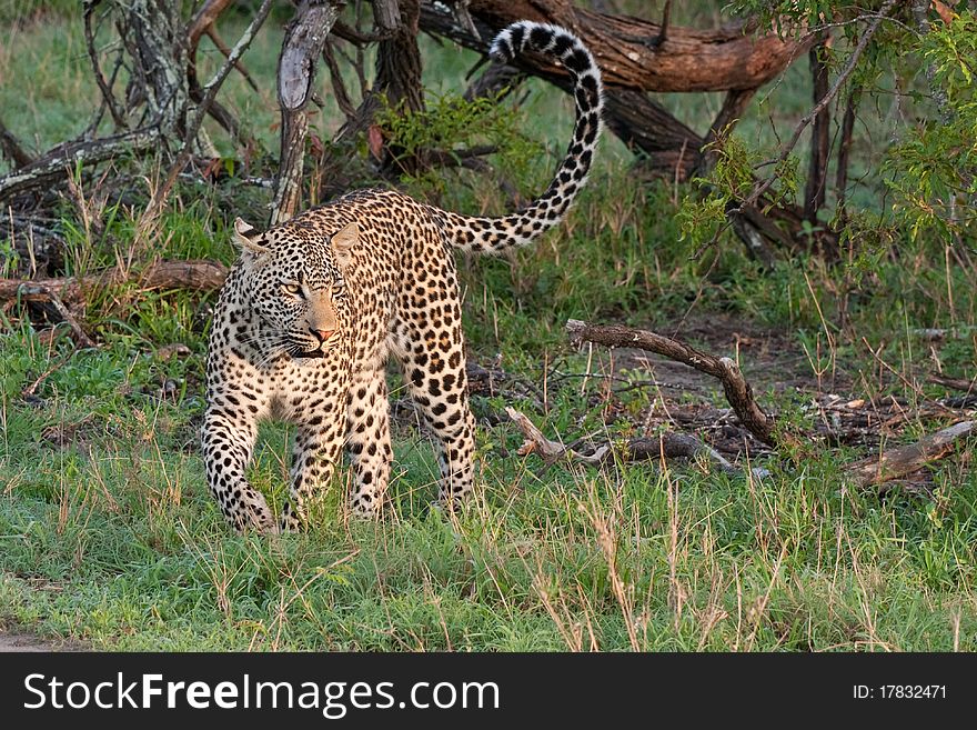 Adult male leopard walking in grass in Sabi Sand nature reserve, South Africa. Adult male leopard walking in grass in Sabi Sand nature reserve, South Africa