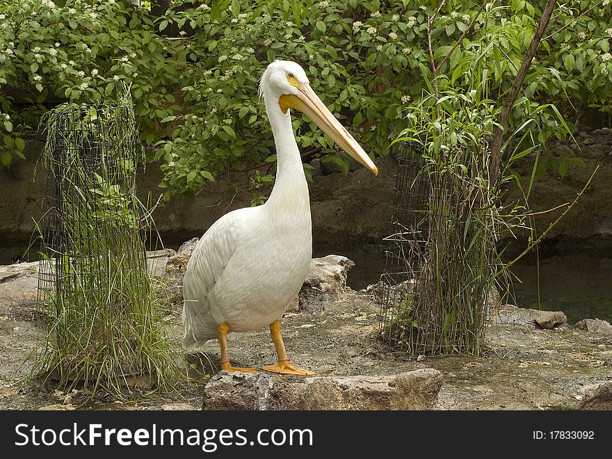 White pelican standing on rock near water amidst green foilage. White pelican standing on rock near water amidst green foilage