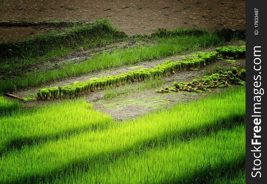 Row of green rice field in Thailand