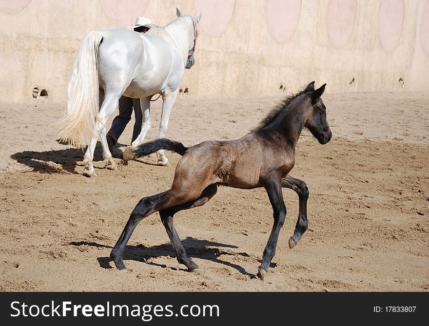 Foal running on it's first outing. Foal running on it's first outing