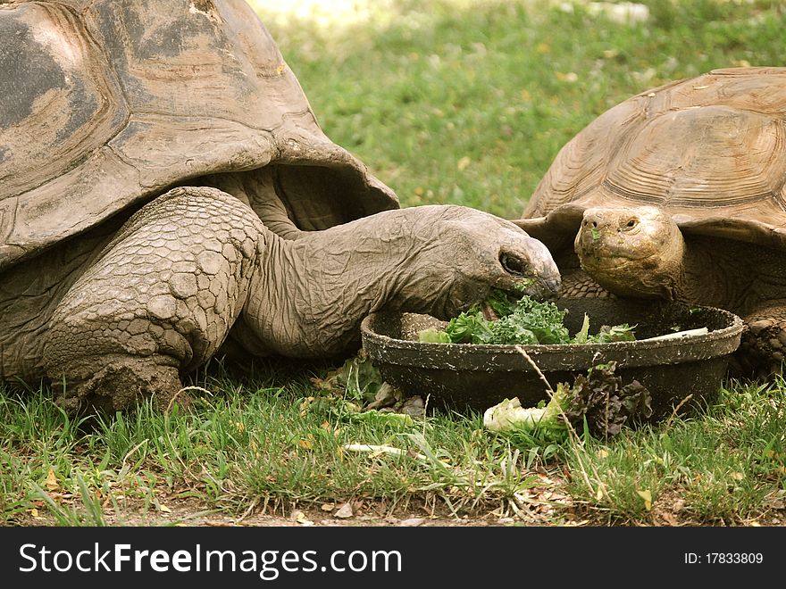 It is feeding time at the zoo for these tortoises.