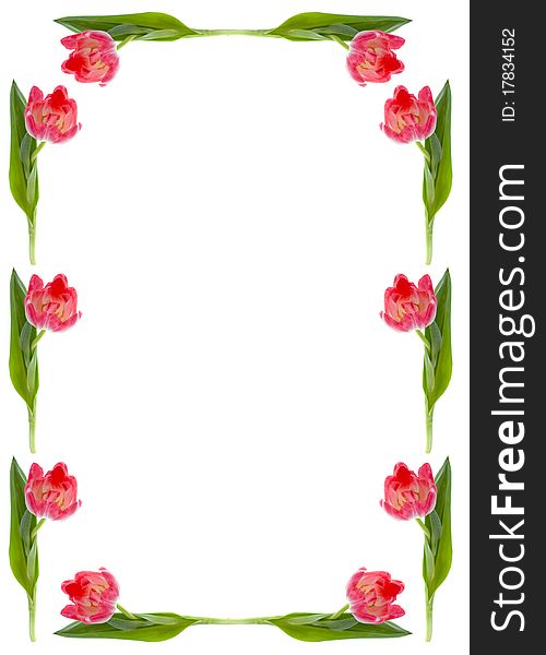 Frame of the flowers of tulip on a white background