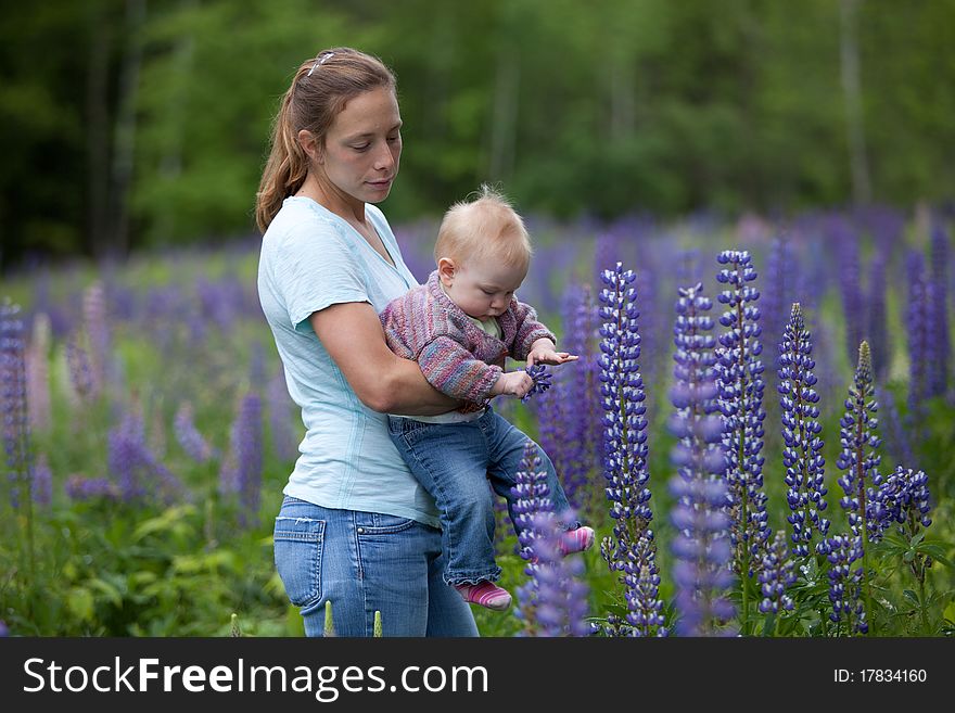 A young mother and daughter in a beautiful field of lupine flowers (lupinus perennis). A young mother and daughter in a beautiful field of lupine flowers (lupinus perennis).