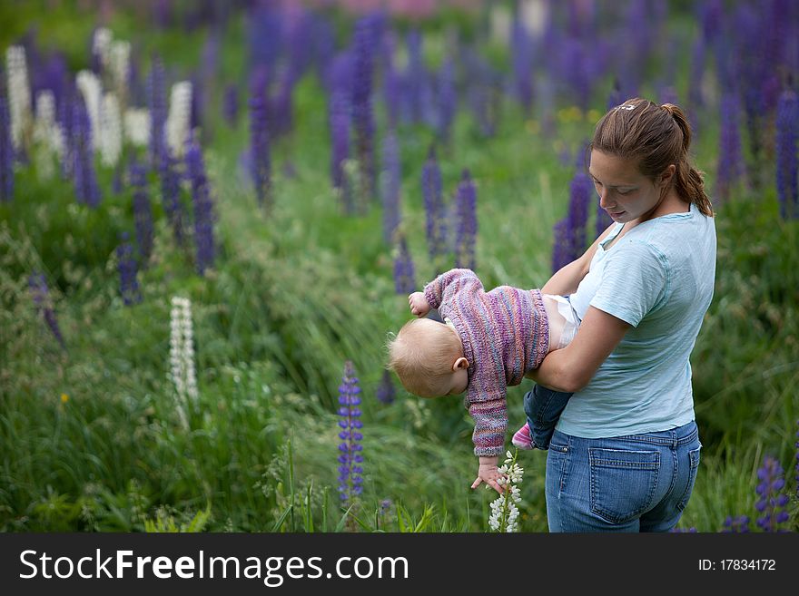 A young mother and daughter in a beautiful field of lupine flowers (lupinus perennis). A young mother and daughter in a beautiful field of lupine flowers (lupinus perennis).