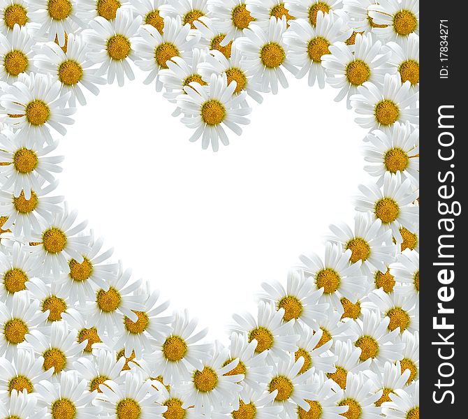 Frame of  daisies  in the shape of a heart on a white background